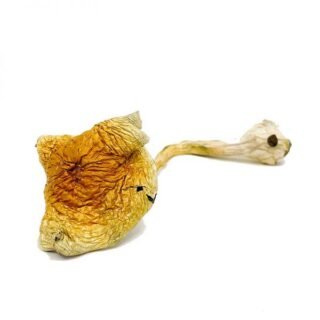 Alacabenzi Cubensis Magic Mushrooms (28g)