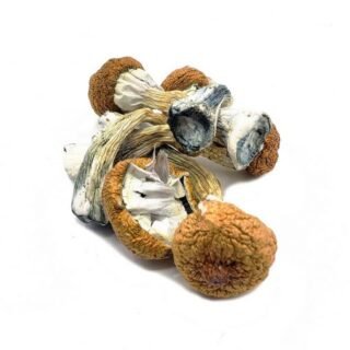 Blue Meanie Magic Mushrooms (28g)
