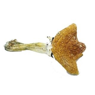 Huatla Magic Mushrooms (28g)