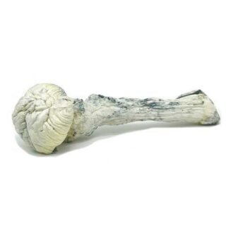 Rusty White Magic Mushrooms (Psilocybe Cubensis) 28g