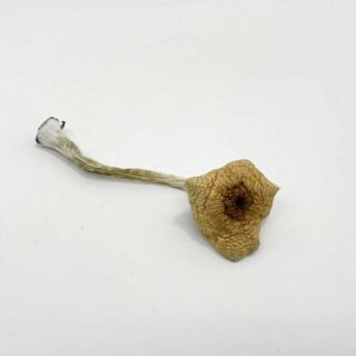 Treasure Coast Magic Mushrooms(28g)